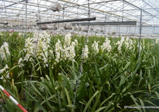 Cymbidiums in bloei bij Kwekerij Groenewegen